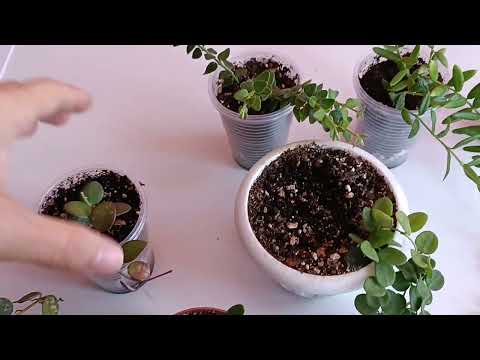 Видео: Самые мелколистные хойи. ( Hoya Curtisii, Serpens, Uniflora, Mamasa, Chinghungensis.