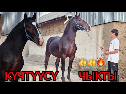 Видео:  ӨРТ ЭКЕН го жаныбар
