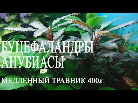 Видео: Медленный травник 400л.  Буцефаландры. Анубиасы.