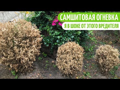 Видео: САМШИТ ТЕПЕРЬ В БОЛЬШОЙ ОПАСНОСТИ. Мои цветы. Мой опыт.