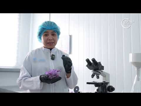 Видео: Заъфаронни етиштириш жараёни ОАВ нигоҳида