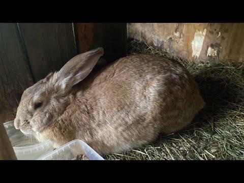 Видео: 31 день беременности у Симки😍🐰Сбежал крольчонок🐰✨обзор кроликов:)