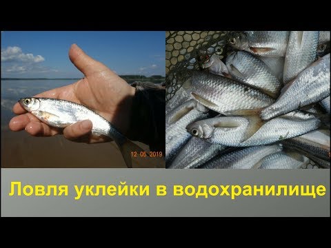Видео: Ловля уклейки в водохранилище