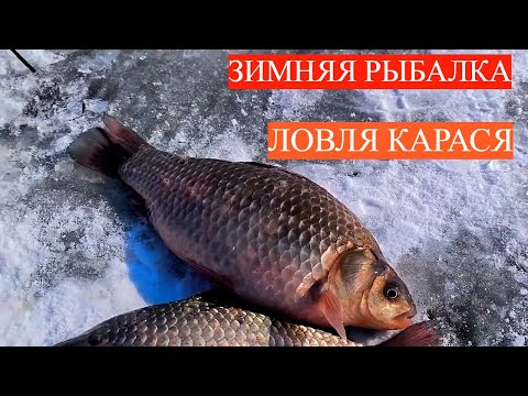 Видео: ЗИМНЯЯ РЫБАЛКА НА КАРАСЯ! ПЕРВЫЙ ЛЁД. ЛОВЛЯ КАРАСЯ НА МОРМЫШКУ. ЖОР КАРАСЯ ЗИМОЙ.