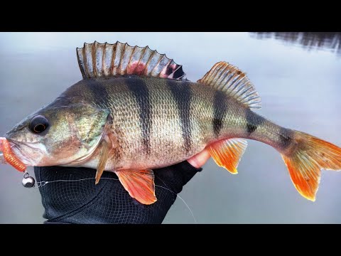 Видео: Рыбалка на ОКУНЯ 2020 ПРЁТ КАК С ПУЛЕМЁТА!!!