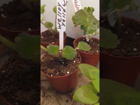 Видео: Жизнь фиалок