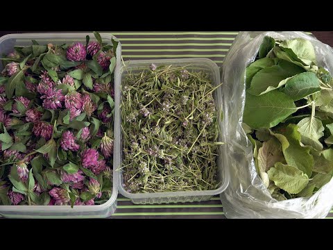 Видео: Пора ферментировать цветущий тимьян, цветы клевера и листья яблони для ароматного чая