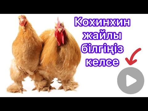 Видео: Кохинхин порода қандай тауық? #тауық #тауықбағу #chicken #құсшаруашылығы #әтеш #петуха #курица