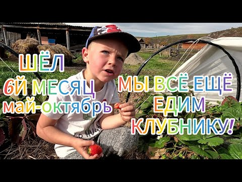 Видео: Алтай/октябрь 2023. Клубника в открытом грунте, бугры для новой плантации клубники готовы!