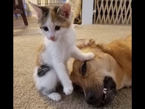 Видео: 😺 Я его победил! 🐶 Смешное видео с собаками, кошками и котятами! 🐱