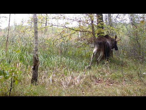 Видео: На березі болота 2025-09-27_2025-10-11