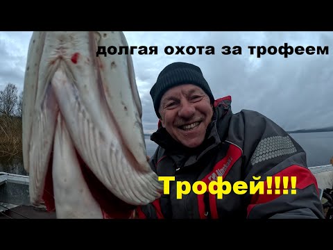 Видео: Долгая охота за трофеем