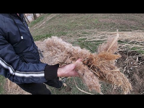 Видео: Зачем мы заготавливаем тростник?