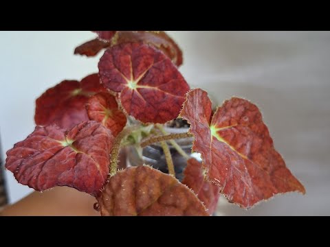 Видео: Осеннее настроение. Желанное растение.
