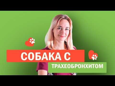 Видео: Собака с острым трахеобронхитом