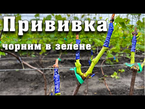 Видео: ПРИВИВКА винограду чорним в зелене та зеленим в зелене
