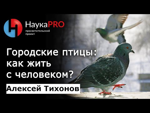 Видео: Городские птицы: как жить рядом с человеком? | Лекции по зоологии – биолог Алексей Тихонов | Научпоп