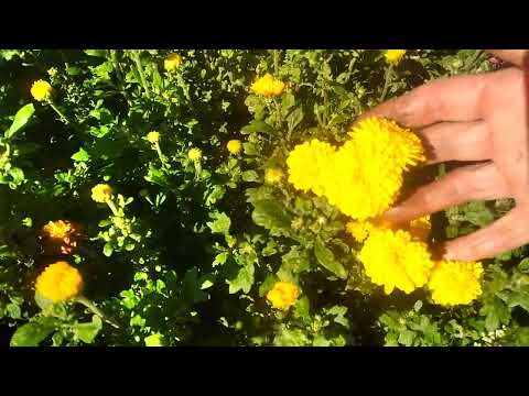 Видео: Сентябрь 2025