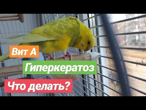 Видео: Нехватает витамина А. Гиперкератоз. Наросты на восковице попугая