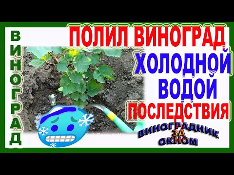 Видео: 🍇 Стресс! Полил виноград холодной водой с колодца. Что случилось с виноградом после этого.