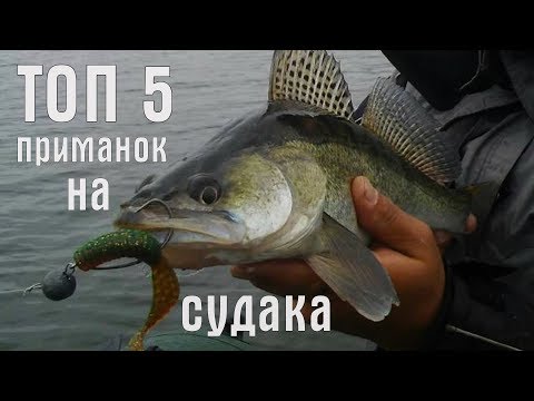 Видео: ТОП 5 уловистых приманок. Лучшие приманки для ловли судака. Советы рыболова любителя