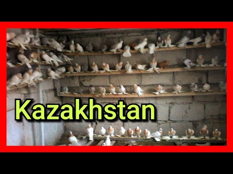 Видео: Сильнейшие Голуби Азии / Сумасшедшая Тяга Винты и Гребля