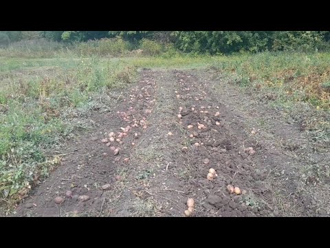 Видео: Причеп картоплі з 4 рядків.    Викопали Белу Росу.   Сумщина,картопля вродила