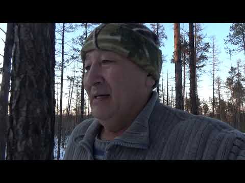 Видео: Волкособы. Мое отношение к ним.