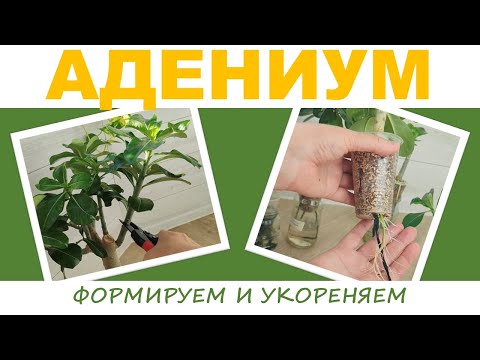 Видео: АДЕНИУМ на гидропонике: формируем, черенкуем, укореняем с помощью фитильного полива