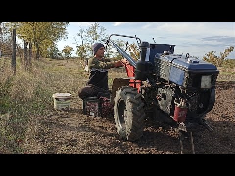 Видео: ЗАРОБІТОК В СЕЛІ :Посадка озимого часника мотоблоком