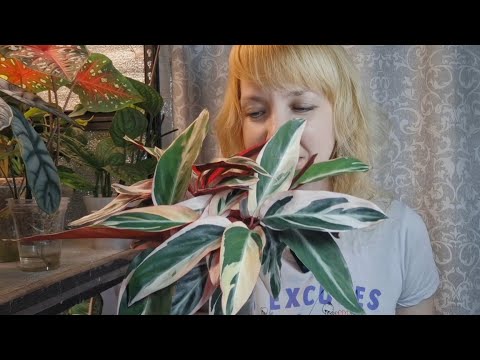 Видео: Строманта на фитильном поливе