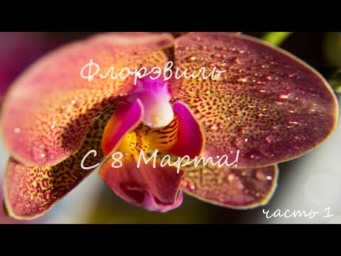 Видео: Огромная поставка орхидей к 8 марта. Обзор Флорэвиль.