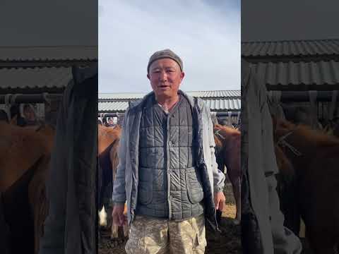 Видео: Туркестан Мал Базар Жылкы Тай Бие Айғыр Байтал 26.10.2025