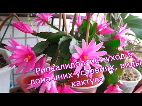 Видео: Рипсалидопсис : уход в домашних условиях, виды кактуса