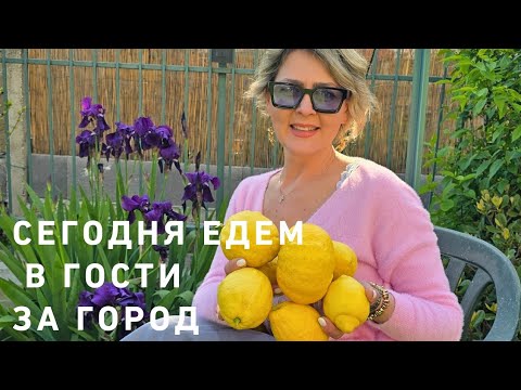 Видео: ЕДЕМ в гости к Настя, Франческо и Джузеппе 🥳💃🌸‼️ Сбор лимонов 🍋 🤗