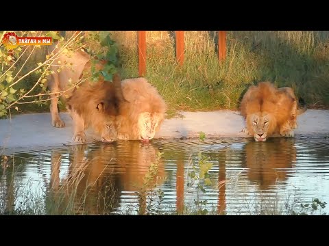 Видео: Золотые львы, вечерняя перекличка, угощения Малышу - красивый вечер в Тайгане. Lions life in Taigan