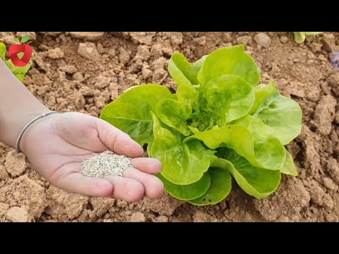 Видео: Пришло время сеять салат – вот как его вырастить зимой