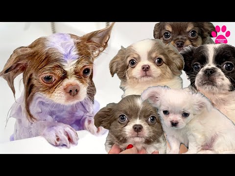 Видео: Фиолетовый ЧИХУАХУА Гном и пять его ЩЕНКОВ! Это надо видеть!