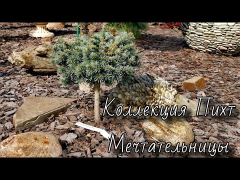 Видео: Коллекция Пихт Мечтательницы 2025🔥! Часть 1 #обзор #сад #garden #пихты