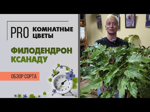 Видео: Филодендрон Ксанаду. Куст, не лиана. Кудрявое растение. Обзор сорта.