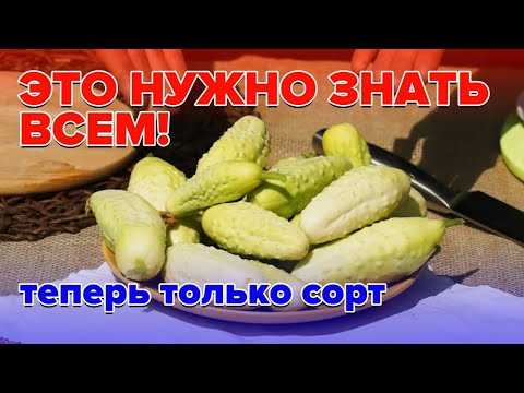Видео: САМЫЙ БЕЛЫЙ ОГУРЕЦ БЛОНДИНЧИК. ФОРМИРОВКА ОГУРЦОВ ПОКАЗЫВАЕМ НА КУСТЕ