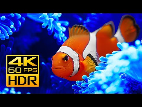 Видео: Потрясающий аквариум с рыбами-клоунами и расслабляющая музыка в 4К HDR 60fps