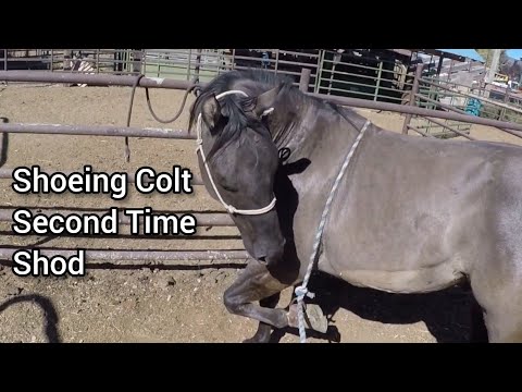 Видео: Подковываем жеребца во второй раз - RJF