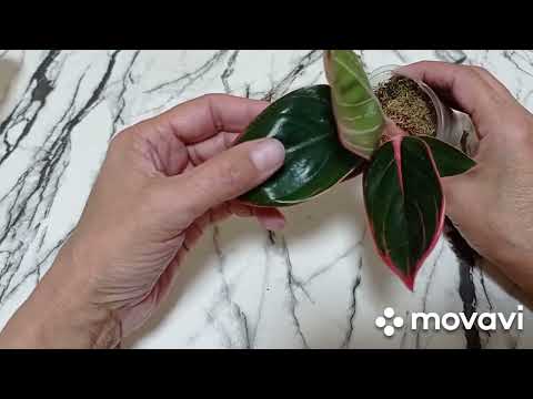 Видео: Комнатные растения/цветы. Приехали новинки. 