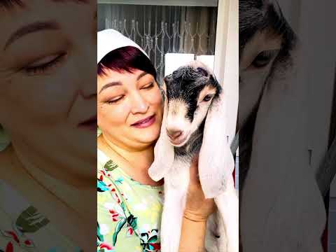 Видео: Шикарные крови, шикарная козочка. В Лунной козе счастье 👌🫶