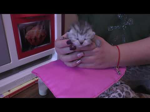 Видео: как и чем выкормить новорожденных котят