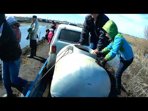 Видео: Как покупают малька. Зарыбление озера мальком карпа.