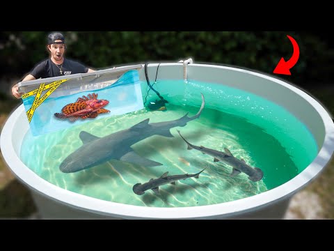 Видео: Я купил САМУЮ СМЕРТЕЛЬНУЮ рыбу, которую смог найти...
