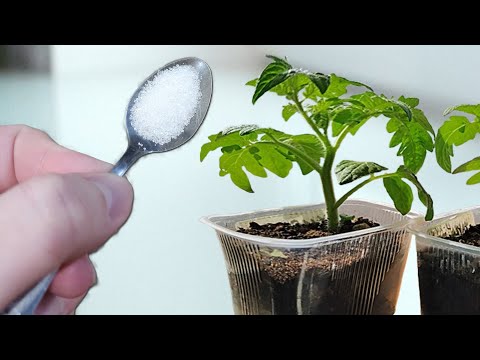 Видео: Рассада толстеет на глазах и корни прут как бешеные! Рассада крепкая коренастая от этого