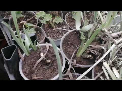 Видео: Краспедия: методы сохранения и размножения на практике.